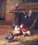 unknow artist Pigeons 064 France oil painting artist